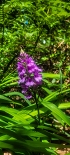 Plants: image 63 Of 208 Thumb